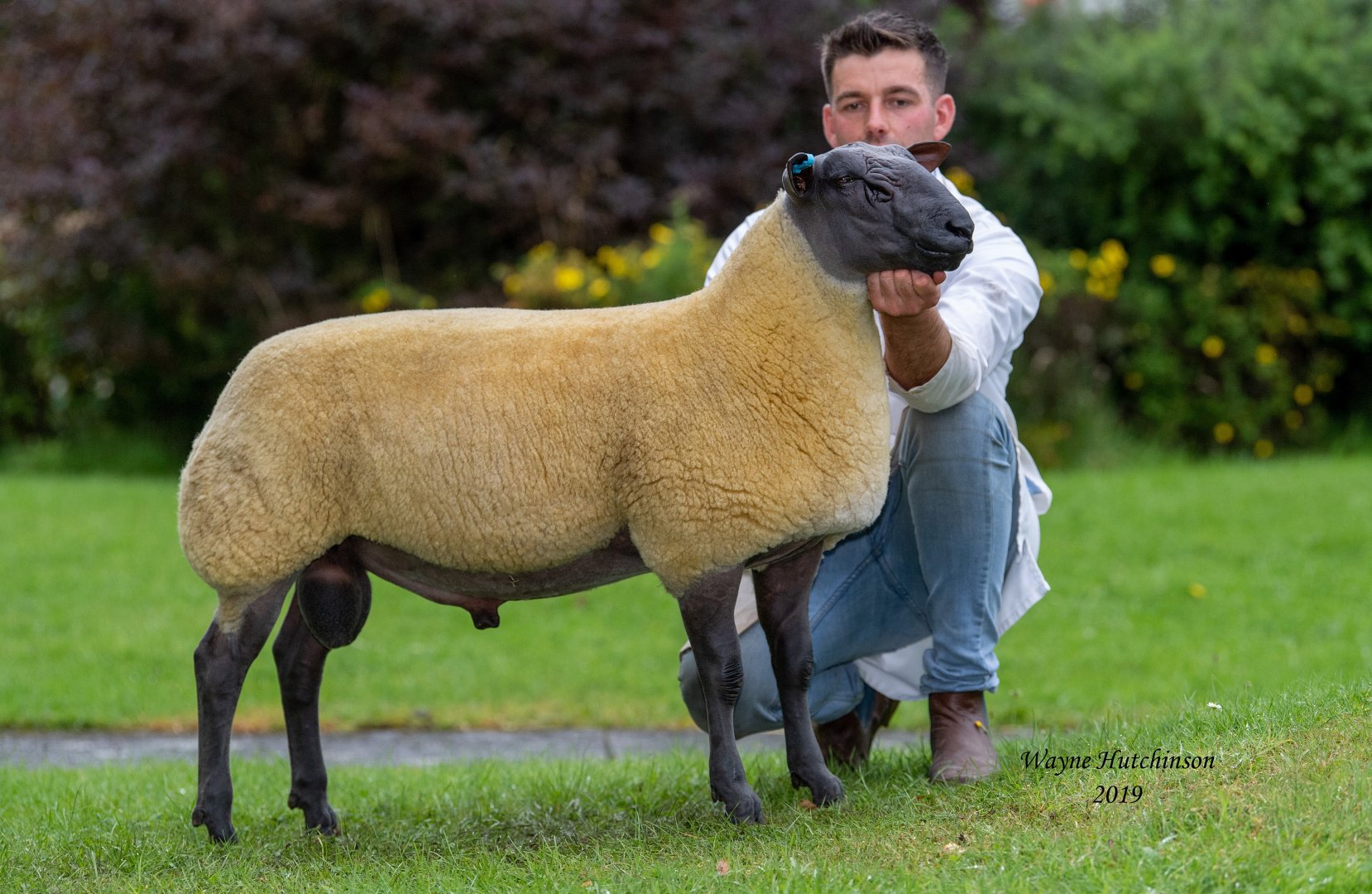 Harrison & Hetherington on line sale Latest News Bleu Du Maine